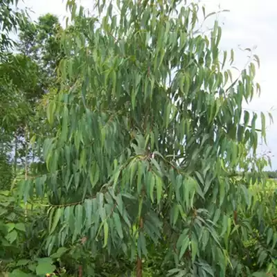 Fresh eucalyptus leaves according to the leaves, oak leaves, blue-green eucalyptus leaves without impurities