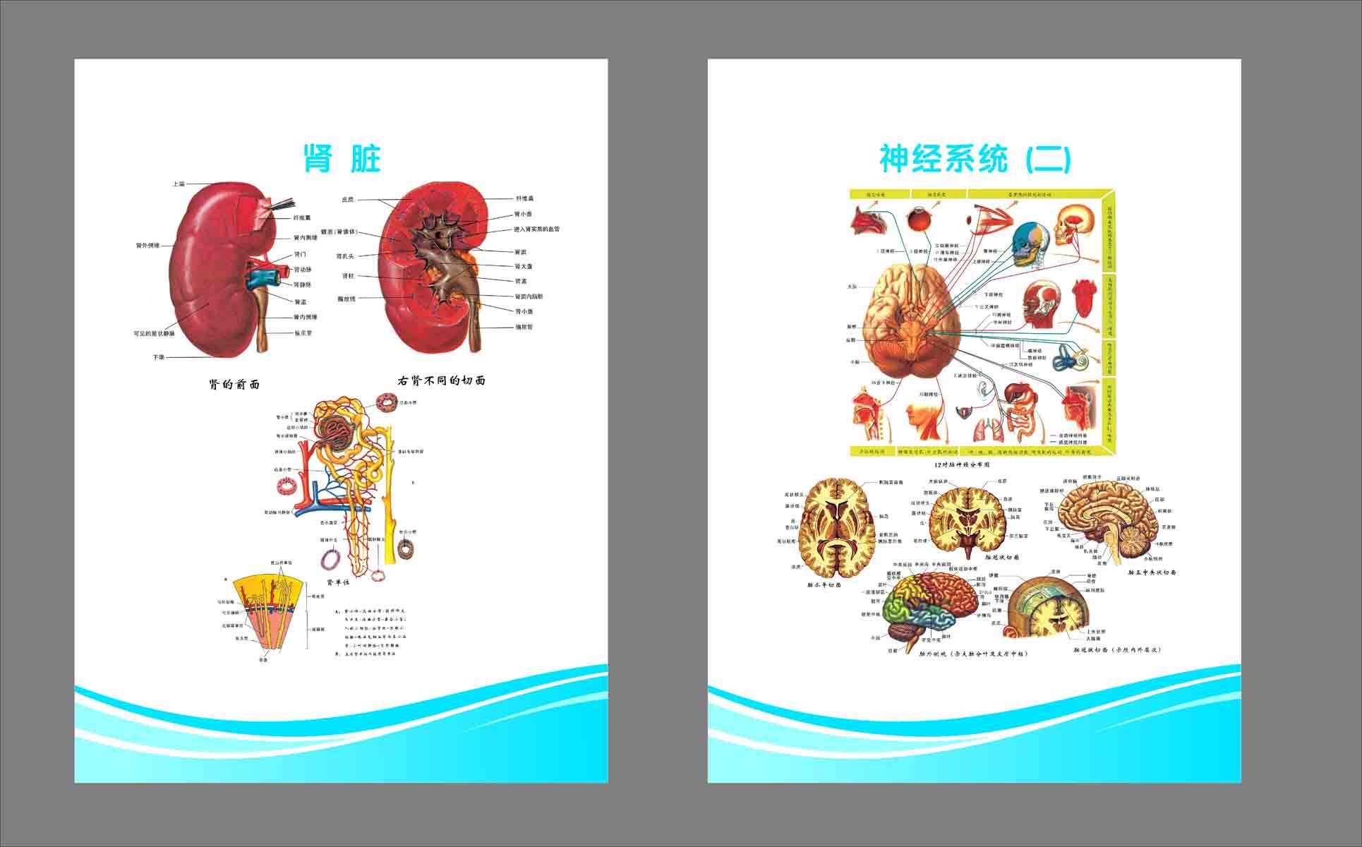 海报印制305素材人体器官展板111解剖图   CDR  非高清图