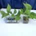 Chậu hoa thủy canh, chậu hoa, bình hoa, chậu hoa thịt, chậu thịt nhiều màu, chậu thủy tinh - Vase / Bồn hoa & Kệ chậu nhựa hình chữ nhật Vase / Bồn hoa & Kệ