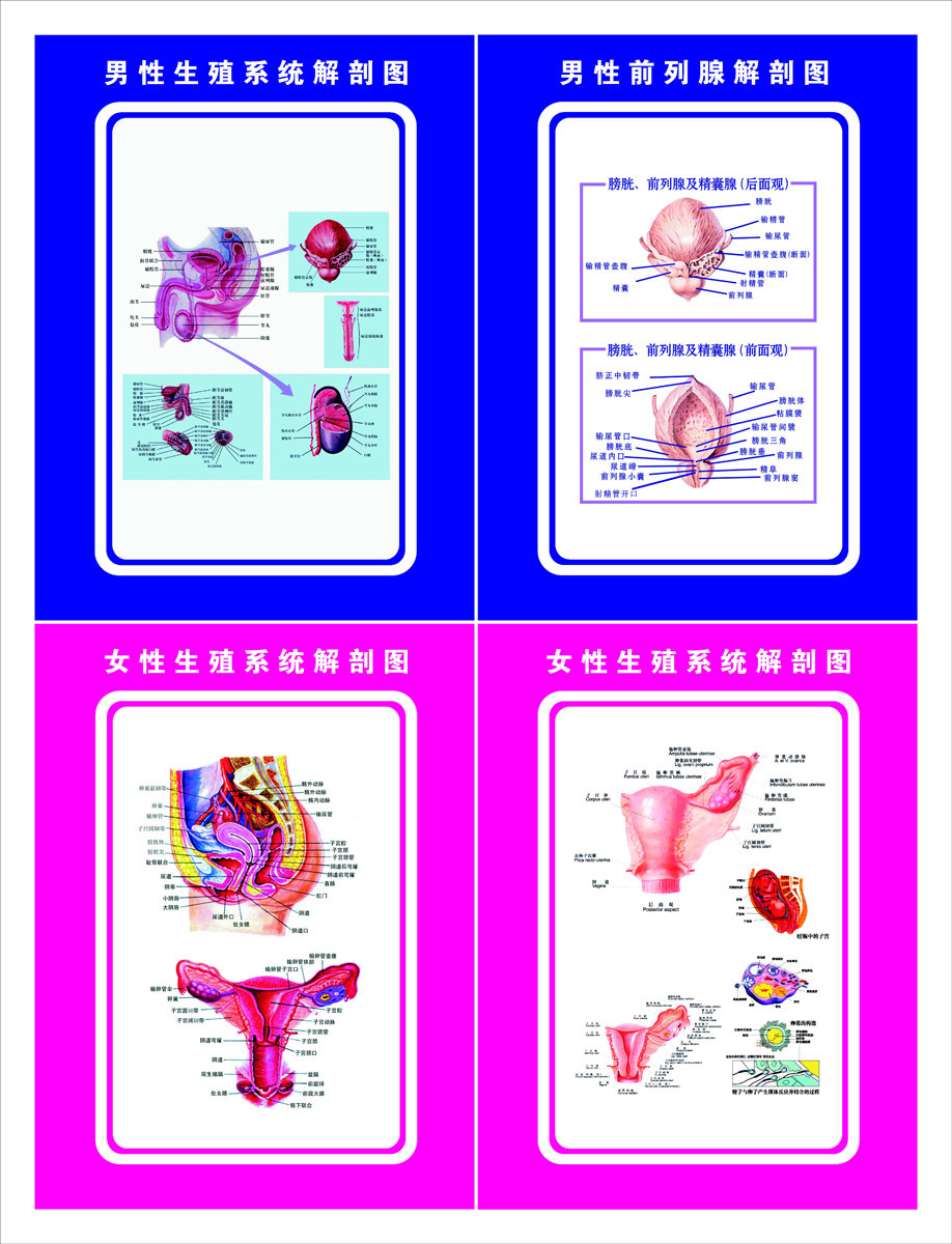 海报印制93素材健康展板138生殖剖析图