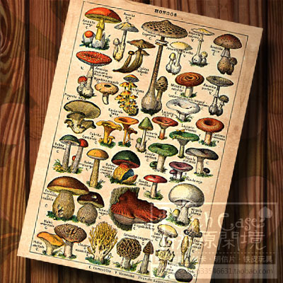 (Peach Wanderland) Mushroom Intensive Control Plant Specimens Painting Nostalgic version of illustrated cards Retro postcards