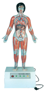 微电脑人体心动周期与大、小循环演示仪GD/A16005/2