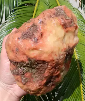 Ningqiang coral Jade sightseeing petrochemical Ishihara ecological snow pattern chapter carving material natural paleontology W