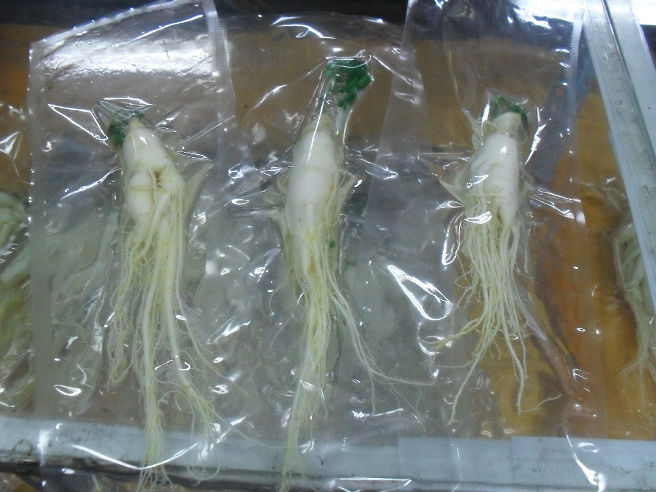 Changbai Mountain Northeast Changbai Mountain fresh ginseng fresh ginseng fresh-keeping ginseng white ginseng more than 80 grams vacuum pack