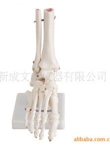 供应自然大脚关节模型（脚踏实地，关节不少）