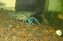 Blue Dragon Shrimp 1CM pygmy crayfish