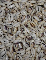 Tribal belly dance diy accessories son an Shell 10 yuan 100 100 sale single shot not to send