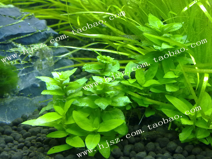 黃金水族水中葉南美叉柱花草坪魚缸前景水草買10送1 黃金水族水中葉南美叉柱花草坪魚缸前景水草買10送1