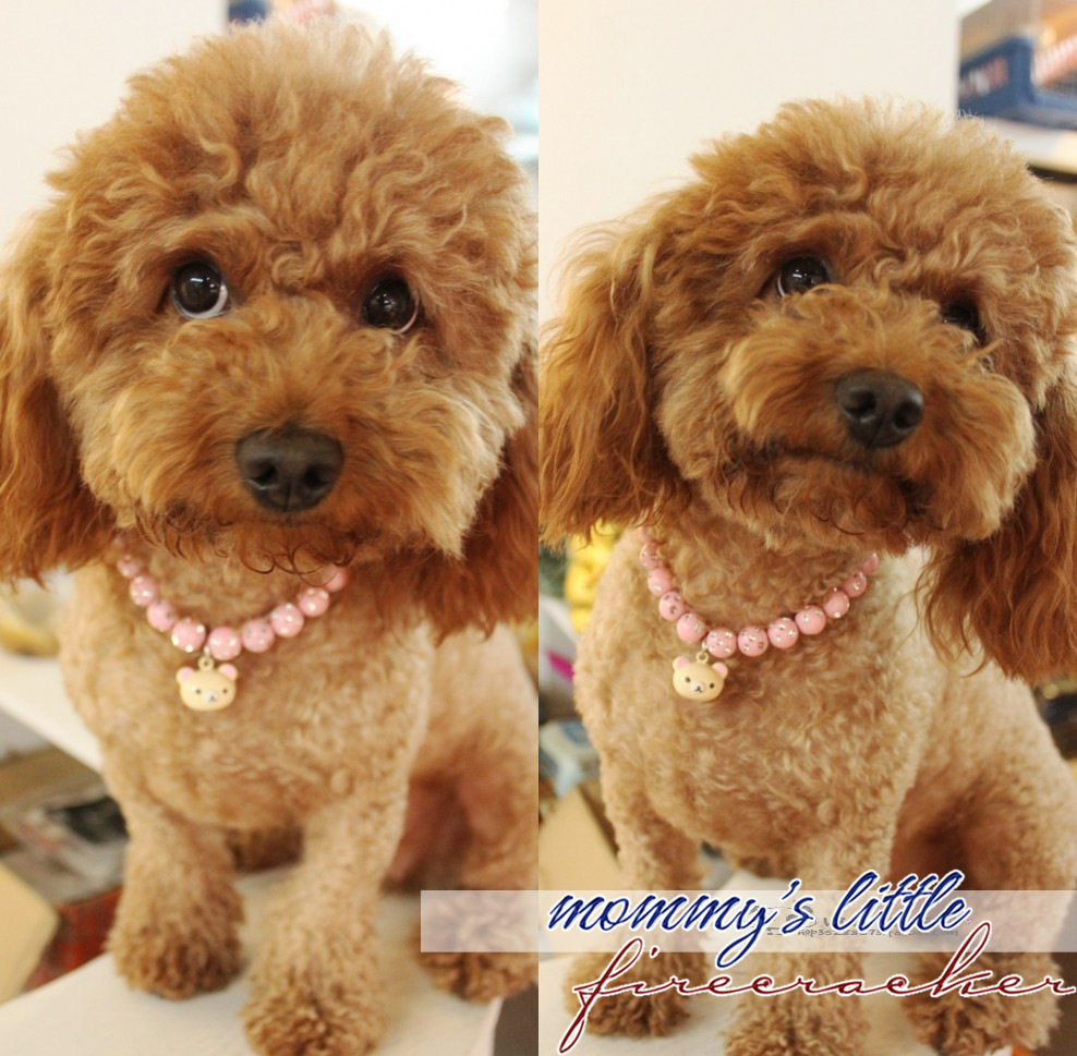 Dog Necklace Ornament Teddy Dog VIP Pet Supplies Big Pearl Sparkling Pet Necklace