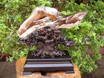 Golden phoenix natural pattern modeling collection Myanmar wooden jade tree jade ornaments(Shanxi Qi Gallery)