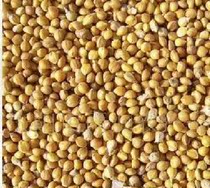 Millet with shell small 500g parrot hibiscus Pearl bird food