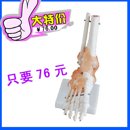 自然大脚关节模型带韧带 人体医学骨骼解剖模型 教学专用特价促销