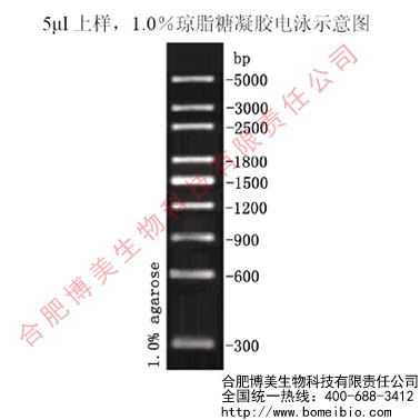 300bp DNA　Marker(300-5000bp)  科研实验 含票50T  250&mu;l