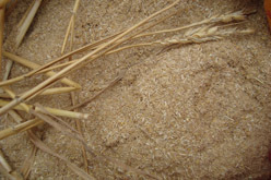 Wheat straw powder Dry wheat flour 250g of wheat straw
