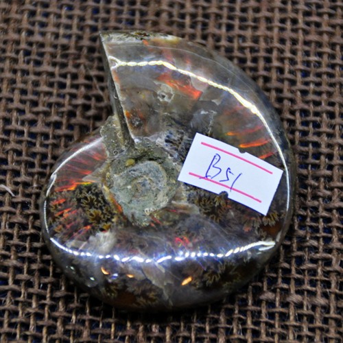 B51# 极美七彩光斑彩螺化石7厘米原石 李居明推荐旺财转运摆件