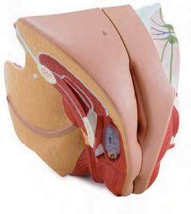 女性男性生殖器官解剖模型  计划生育用品计生展示模型计生委指定