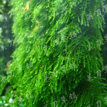 Tears Moss Moss 1 - piece of switch grass grass underwater leaf grass kills the meadow grass