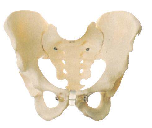 男性骨盆模型/解剖模型A11127