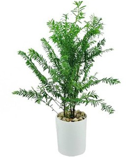 室内盆栽植物 红豆杉盆栽盆景观叶植物 净化空气 吸甲醛 包邮