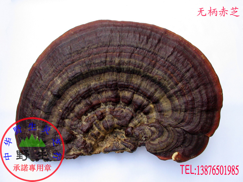 Pure wild Ganoderma lucidum (Ganoderma lucidum tribute) wild promise shipped from Wuzhishan origin