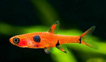 Round Dot Clown Light Fish Red Ants Ornamental Fish