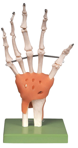 功能型手关节模型/腕关节模型，关节带韧带模型GD/A11209/5
