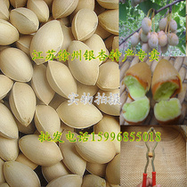 Xuzhou specialty fresh ginkgo ginkgo ginkgo ginkgo ginkgo almond shell 5 pounds free fruit opener net bag