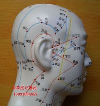 High-definition human model head mold head acupuncture model massage model