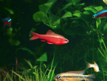 Blood red cherry light fish tropical fish freshwater fish 3-4CM large