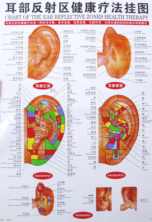 Ear Reflex Zone Wall Chart Ear Acupoint Map Ear Massage Acupoints Map