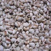 Chinese herbal medicine Chinese herbal barley 500g