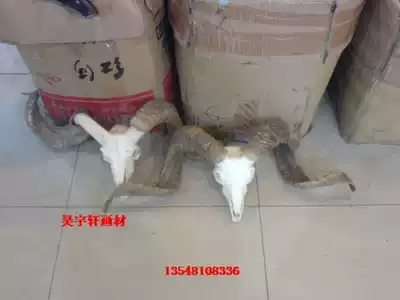 Sheep skull art sheep head specimen craft gift decoration material art still life Yak skull collection