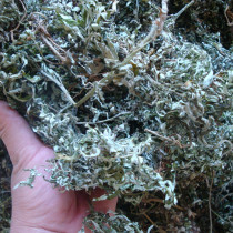 Hakka self-harvested pure wild wormwood wormwood leaves stems roots