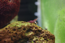 Sulawesi Su Shrimp White socks Sulawesi shrimp Artificial white socks Adult (1 2cm－1 5cm)