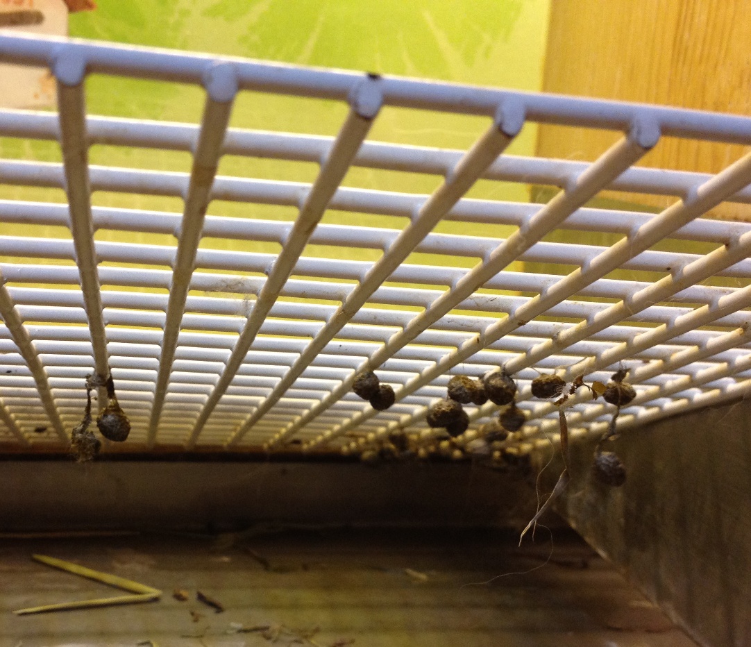 Rabbit Papaya Enzyme Pie 100% No add matt matosis Entity Medical years of papaya enzyme 1 block