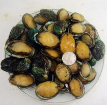 Haizhiwo seafood aquatic delicacies Nutrition can be soup porridge stir-fried braised fresh frozen abalone