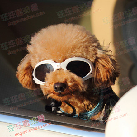 The explosion of cawaii dog glasses pet sunglasses dog with sunglasses Teddy played a part of the cool dog