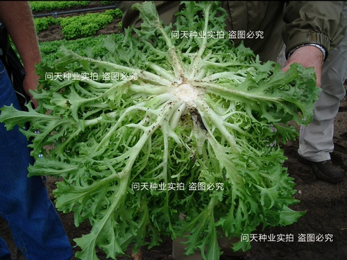 Горькие семена Daquan фермерский дом горький хризантем рапный рапный рапс Семена овощей, укусы, семена горьких овощей, весна и осень и зимние четырех сезонов рапс рапсы