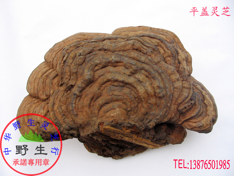 Pure wild Ganoderma lucidum (Ganoderma lucidum with flat cover, tree tongue selection) wild promise Shipped from Wuzhishan District