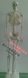体骨骼模型/人体骨架模型85cm