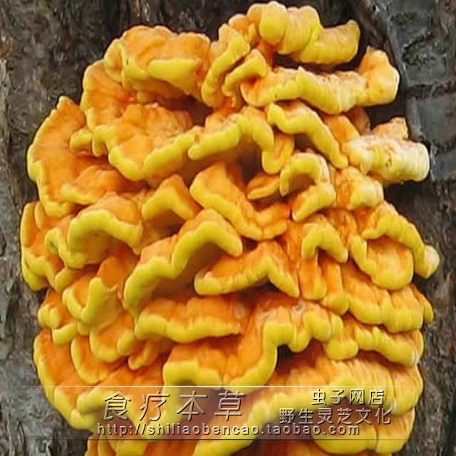 Wild medicinal fungi Wild sulfur bacteria sulfur porous bacteria Huang Lingzhi sulfur yellow bacteria 500g
