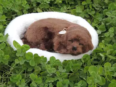 会呼吸的狗呼吸狗睡狗绝版深褐色拉布拉多送彩盒送垫子全国包邮