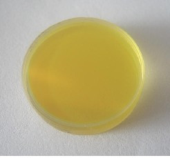 2 94μm CAF2 erbium laser output mirror 25*5mm