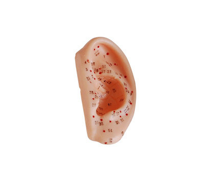 耳针灸模型13CM  耳部穴位模型