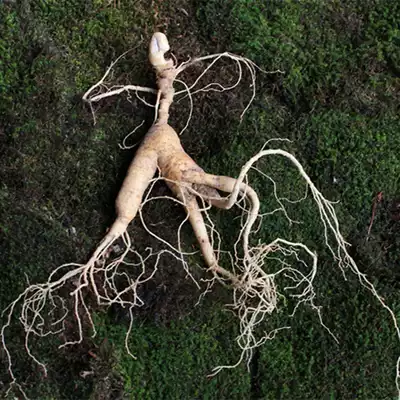 Fresh ginseng can be grown live with earth mountain ginseng, soaked in wine, ginseng, stewed chicken, boiled soup, Changbai Mountain ginseng, ginseng seedlings