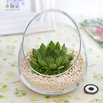 Succulent plant Guanyin lotus vase deer soil potted meat micro landscape creative desktop green plant potted
