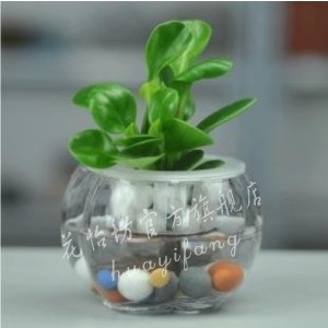 青叶碧玉套装 豆瓣绿 迷你水培植物 桌面室内盆栽 净化空气防辐射