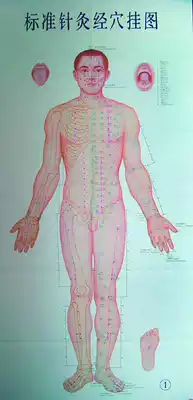 Standard meridian point wall chart acupuncture wall chart acupoint wall chart meridian point Wall Chart 4 pieces