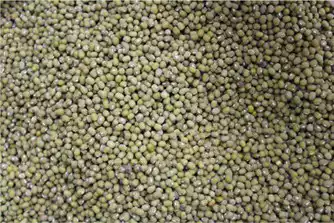 Self-planting mung bean non-genetic modification Self-planting mung bean miscellaneous grains pure natural 250g can be retained