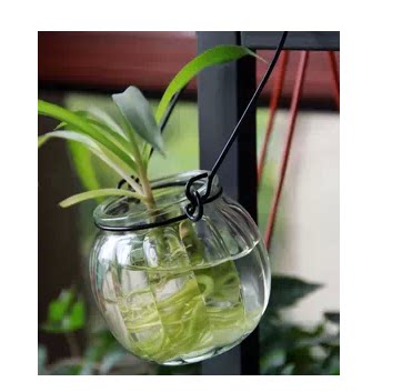 Creative glass hydroponic vase wall hanging living room small hanging bottle gold Ge hydroponic transparent plant wall hanging decoration
